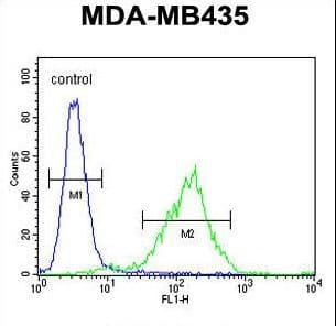 Polyclonal Rabbit anti-Human C11orf73 Antibody (aa6-35, IHC, WB)