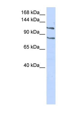 Polyclonal Rabbit anti-Human CEBPZ / CBF Antibody (C-Terminus, WB)