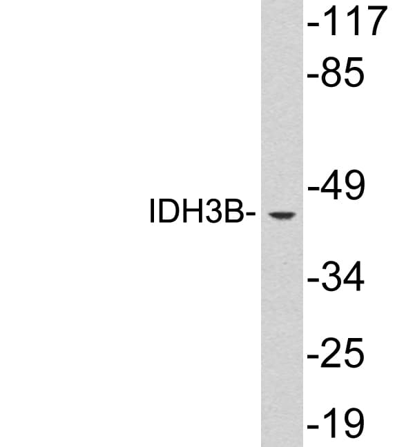 IDH3B Antibody (aa51-100)