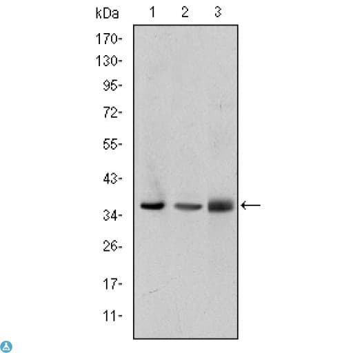 LIMS1 / PINCH Antibody