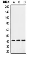 GPR52 Antibody (C-Terminus)
