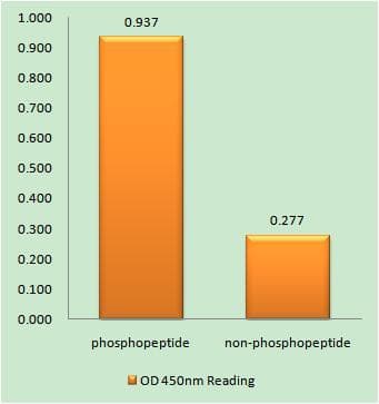 Polyclonal Rabbit anti-Human APLP2 Antibody (phospho-Tyr755, IHC)