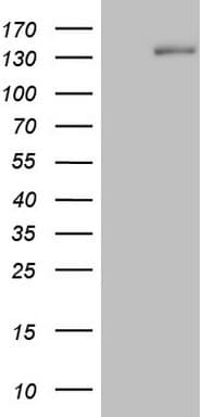 Hairless / HR Antibody (aa946-1189, clone OTI1D9)