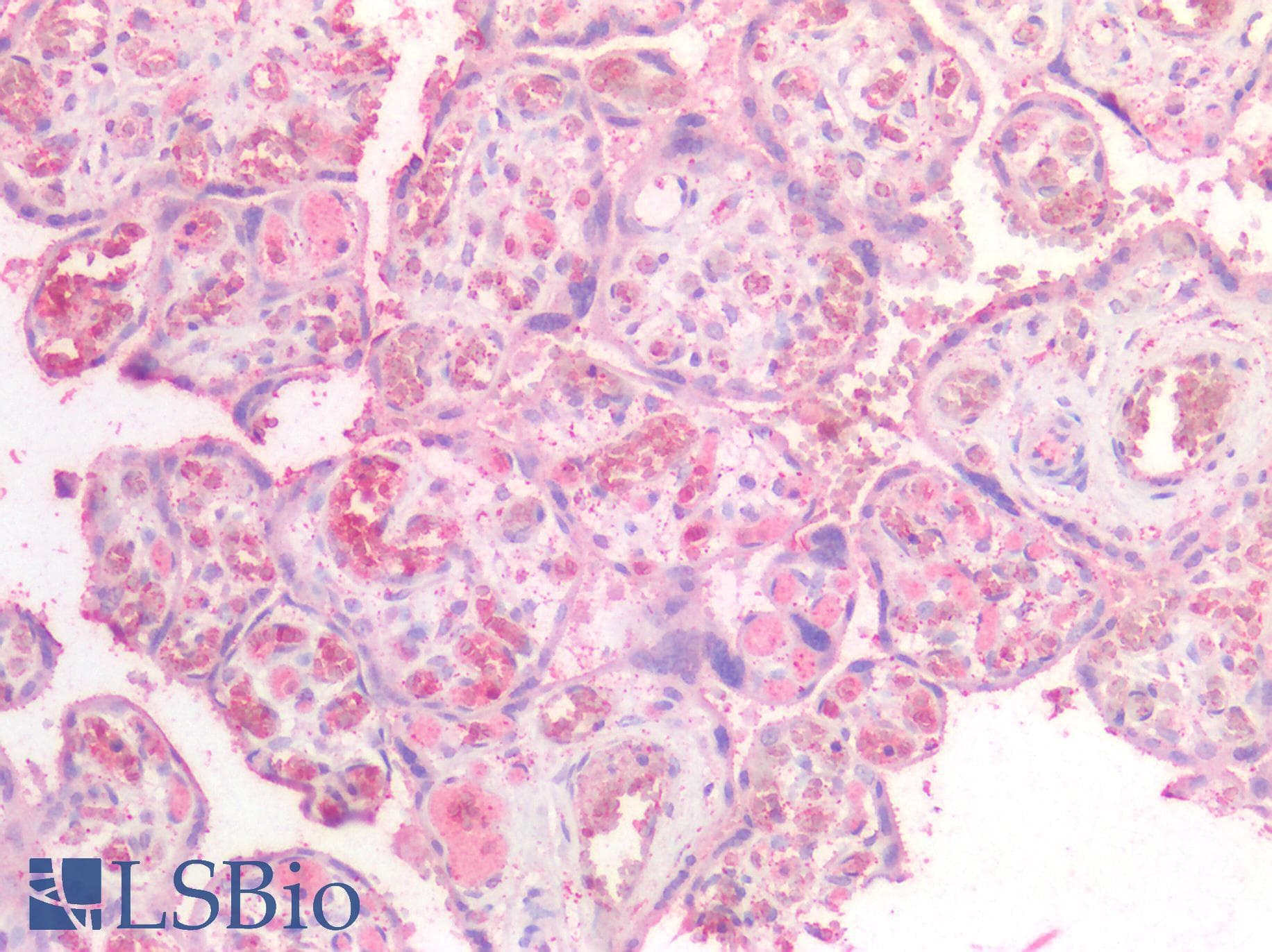 IHC-plus™ NTN1 / Netrin 1 Antibody