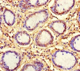 KLRG1 Antibody