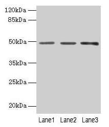 PSG6 Antibody