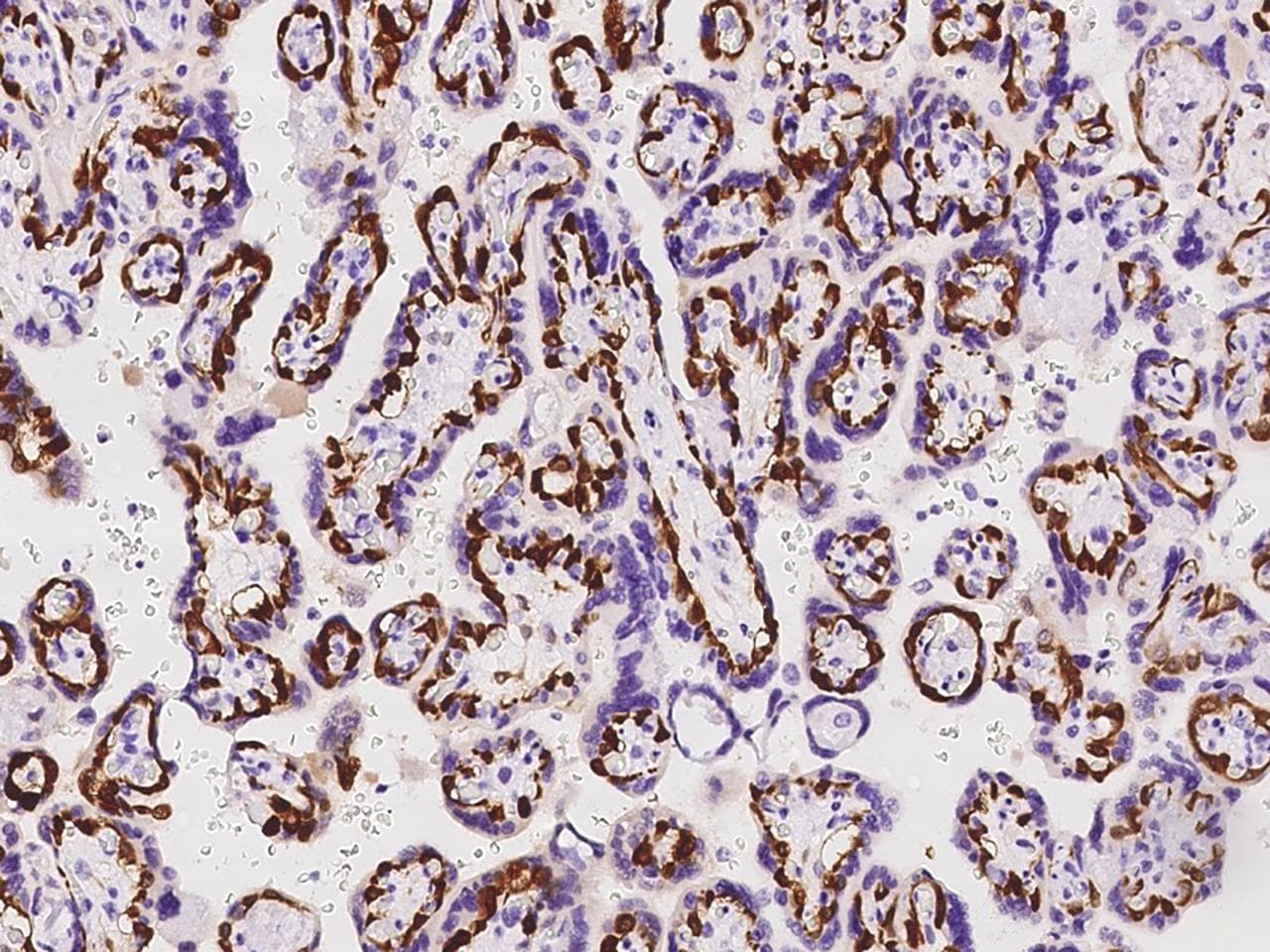 EDR / PEG10 Antibody