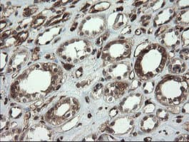 TMEM173 / STING Antibody (clone OTI4H8)