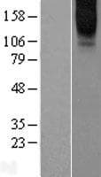 GPRC6A Protein (Over-Expression Lysate Myc-DDK (Flag))