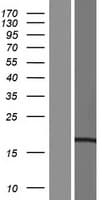 CCDC43 Protein (Over-Expression Lysate Myc-DDK (Flag))