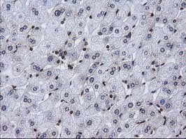 CTDSP1 / SCP1 Antibody (clone OTI1B6)