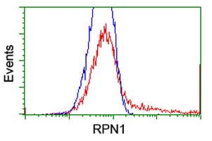 Monoclonal Mouse anti-Human RPN1 / Ribophorin I Antibody (clone OTI1G5, IF, WB)