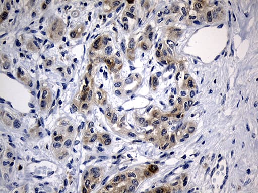 BAX Antibody (aa1-172, clone OTI2A1)