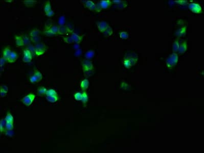 FAM118A Antibody
