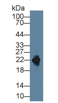 CD99 Antibody (aa27-161, APC)