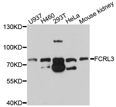 Polyclonal Rabbit anti-Human FCRL3 Antibody (WB)