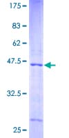 Human NDUFA12 / B17.2 Protein (Recombinant GST)