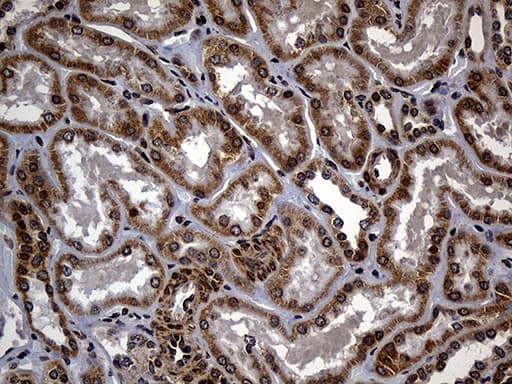Monoclonal Mouse anti-Human C9orf89 Antibody (clone OTI4E10, IHC, WB)
