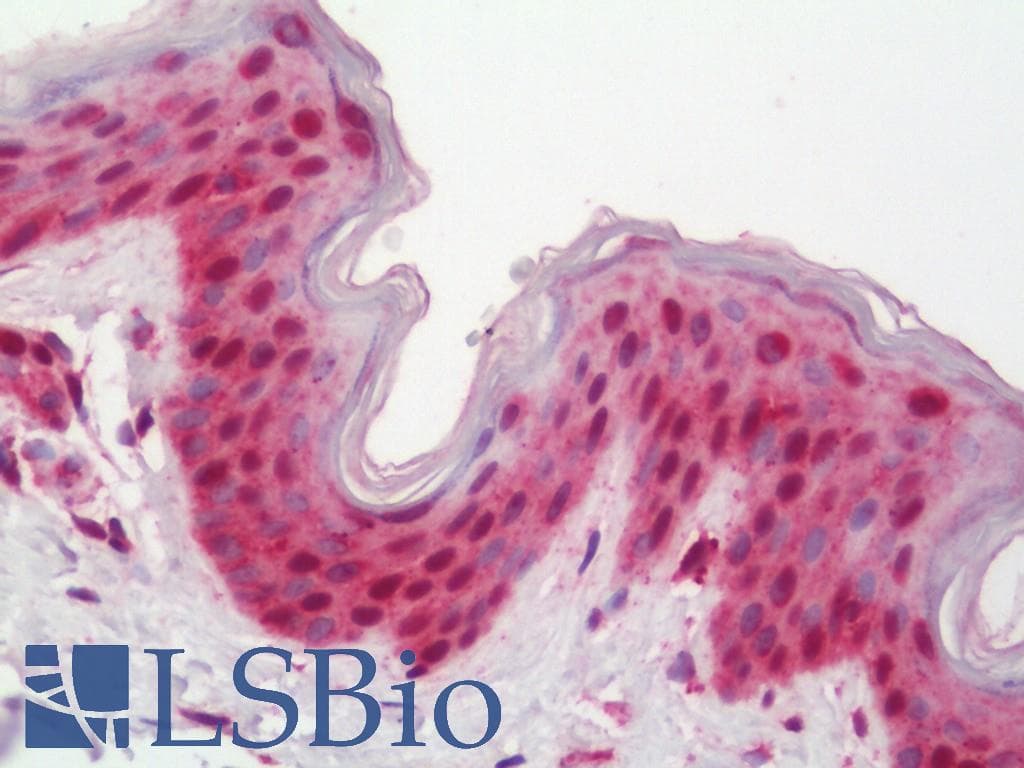 PathPlus™ AKT1 Antibody (aa416-465)