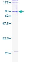Human POLG2 Protein (Recombinant GST)