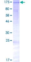 Human SECISBP2L Protein (Recombinant GST)