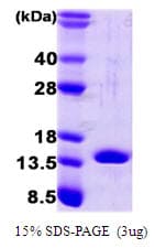 Human IL1A / IL-1 Alpha Protein (Recombinant)