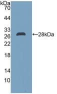 DDAH2 Antibody (aa31-265, PE)