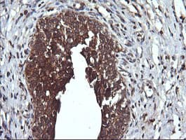DNM1L / DRP1 Antibody (clone OTI3F3, Carrier-free)