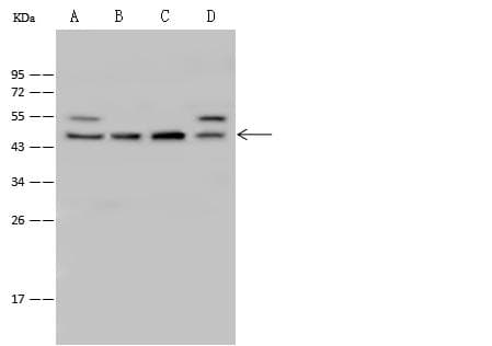 PSMC3 Antibody