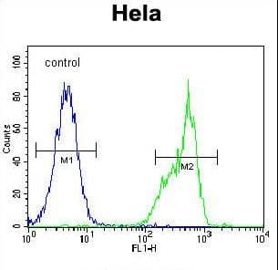 TS / Thymidylate Synthase Antibody (aa265-294)