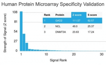 GAD65 Antibody (clone GAD2/1960, Azide-free, BSA-free)
