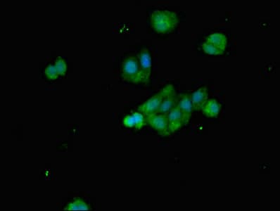 BCL2L11 / BIM Antibody