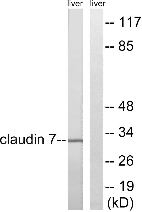IHC-plus™ CLDN7 / Claudin 7 Antibody (aa162-211)