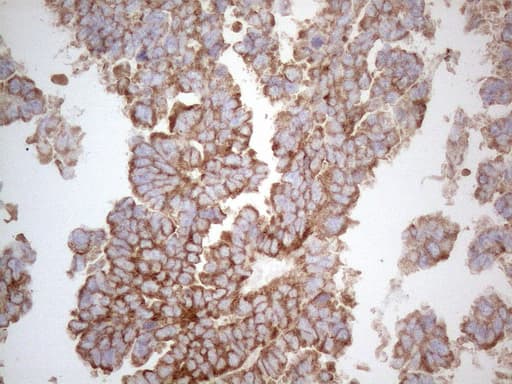 WIBG Antibody (clone UMAB208)