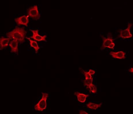 DOK3 Antibody