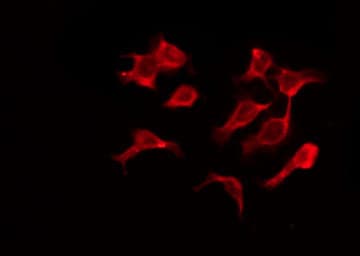 OR4A15 Antibody