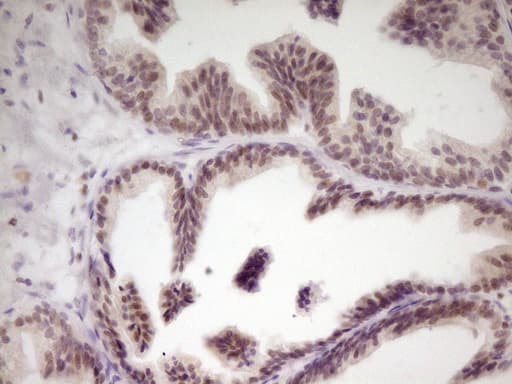 SP110 Antibody (aa232-521, clone OTI2A1)