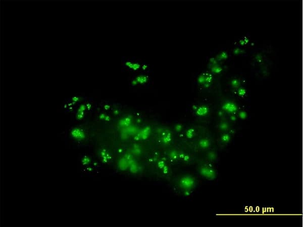 RAB36 Antibody (clone 6A6)