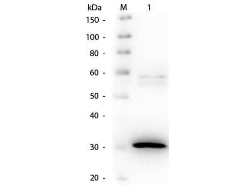 Polyclonal Goat anti-Pseudomonas N-Acylmannosamine-1-Dehydrogenase Antibody (Lyophilized, Biotin, WB)