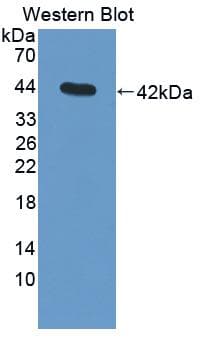 Complement C3 Antibody (aa965-1303)