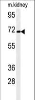 FAM40B Antibody (aa14-41)