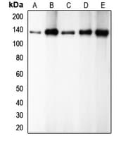 PathPlus™ CDH1 / E Cadherin Antibody (C-Terminus)