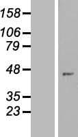 ZNF707 Protein (Over-Expression Lysate Myc-DDK (Flag))