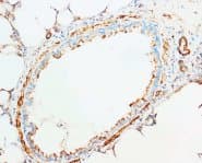 CYCS / Cytochrome c Antibody (aa91-105)