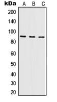NF90 / ILF3 Antibody (Internal)