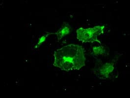 Monoclonal Mouse anti-Human FRK Antibody (clone OTI6D2, IHC, IF, WB)