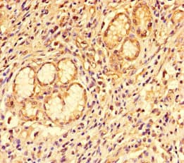 CCL8 / MCP2 Antibody