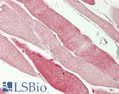 IHC-plus™ ISCU Antibody (aa3-148)