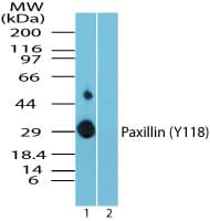 Polyclonal Rabbit anti-Human PXN / Paxillin Antibody (phospho-Tyr118, WB)