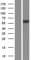 Human GSR / Glutathione Reductase Protein (Over-Expression Lysate Myc-DDK (Flag))